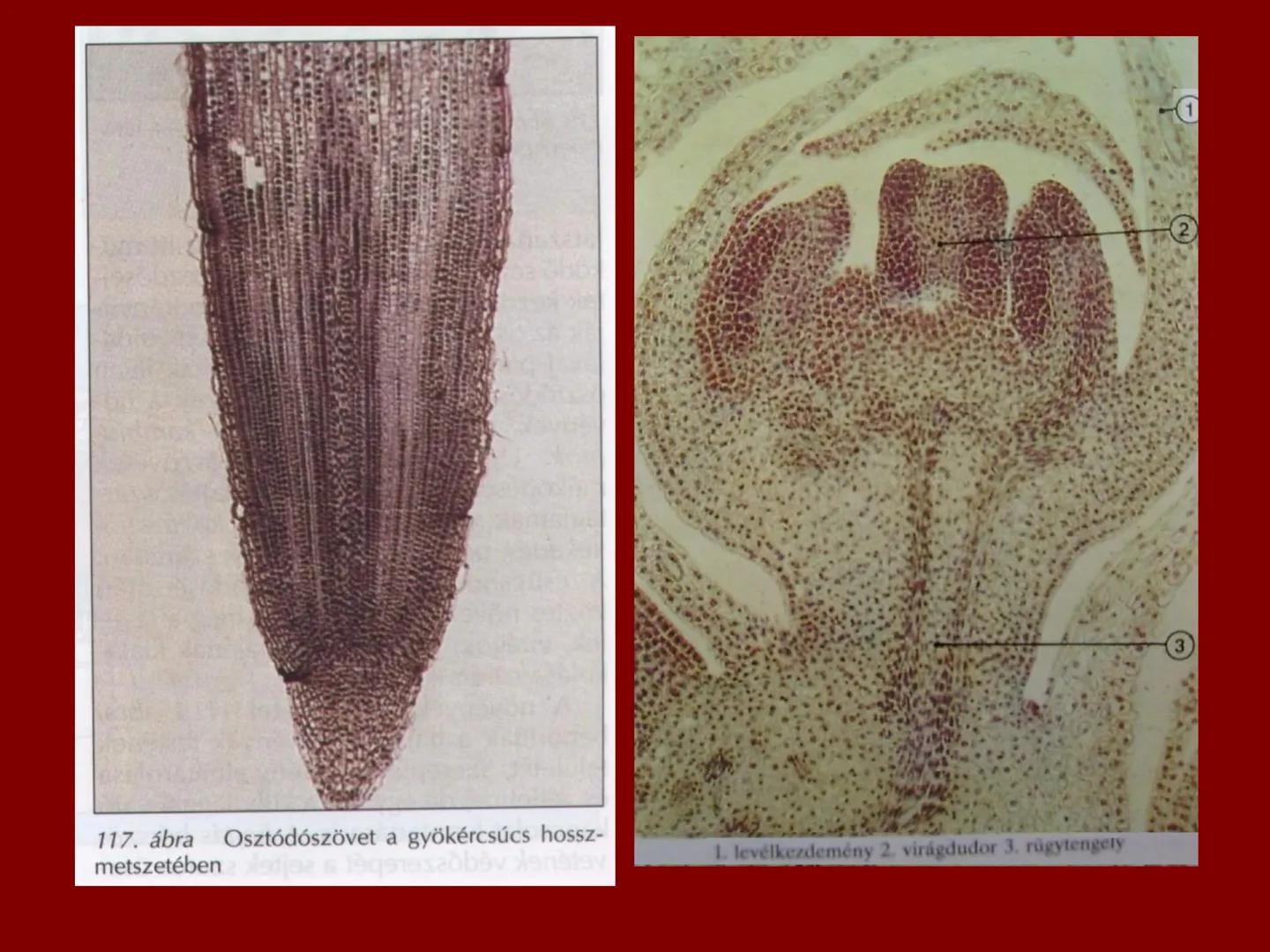 # A növényi szövetek I. Szövet: azonos működésű, azonos alakú,
közös eredetű sejtek csoportja
II. Csoportosítás:
1.) Osztódó szövetek
2.) Ál