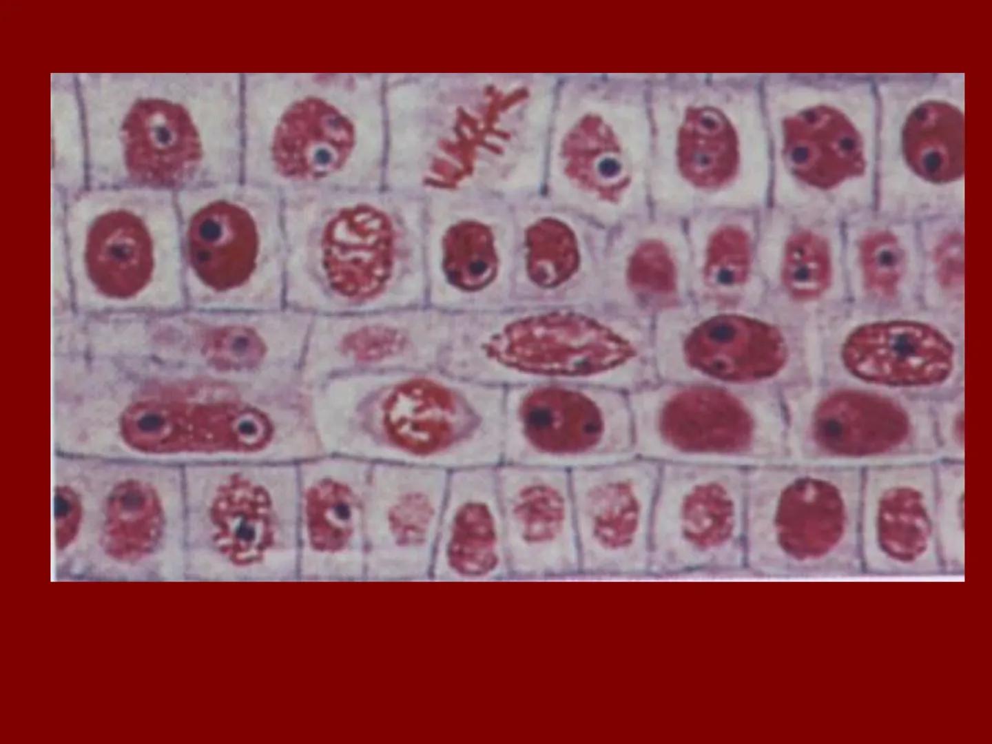 # A növényi szövetek I. Szövet: azonos működésű, azonos alakú,
közös eredetű sejtek csoportja
II. Csoportosítás:
1.) Osztódó szövetek
2.) Ál