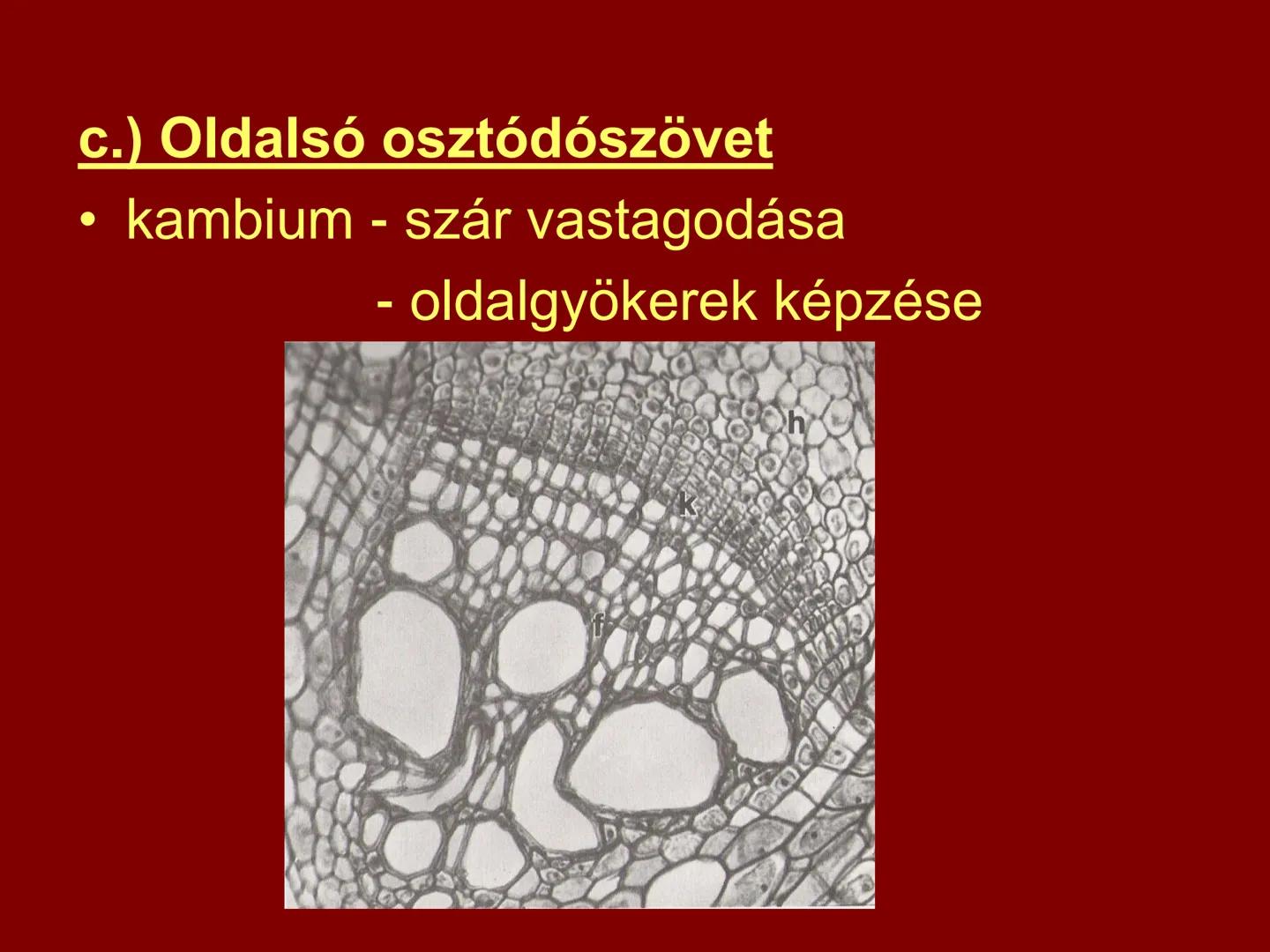 # A növényi szövetek I. Szövet: azonos működésű, azonos alakú,
közös eredetű sejtek csoportja
II. Csoportosítás:
1.) Osztódó szövetek
2.) Ál