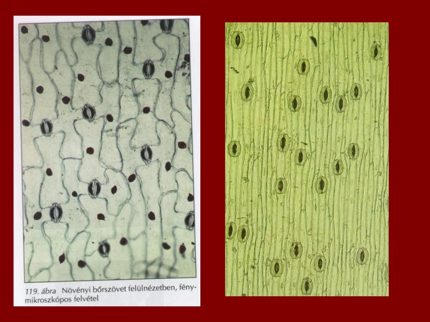 # A növényi szövetek I. Szövet: azonos működésű, azonos alakú,
közös eredetű sejtek csoportja
II. Csoportosítás:
1.) Osztódó szövetek
2.) Ál